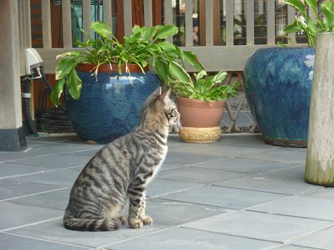 横向き猫