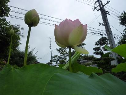 蓮の花