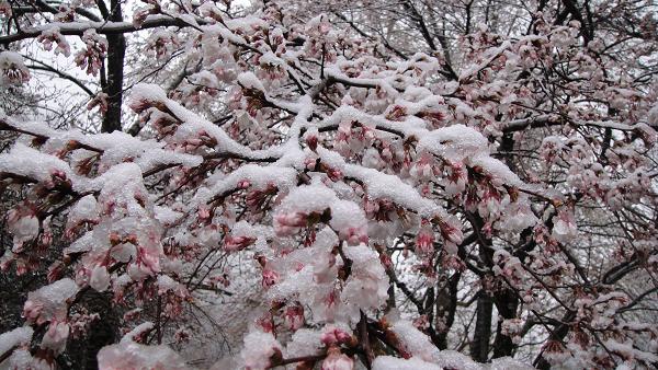 桜と雪