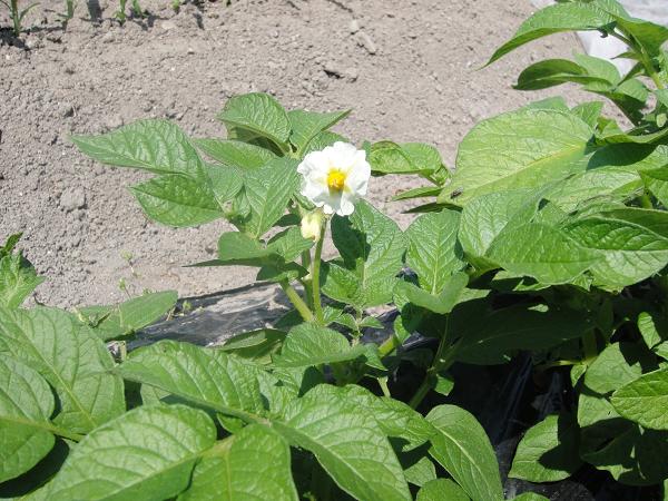 じゃがいもの花